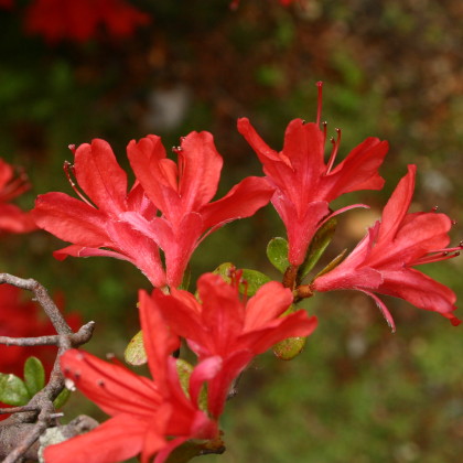 のとキリシマツツジの郷 能登の春を彩る赤い花